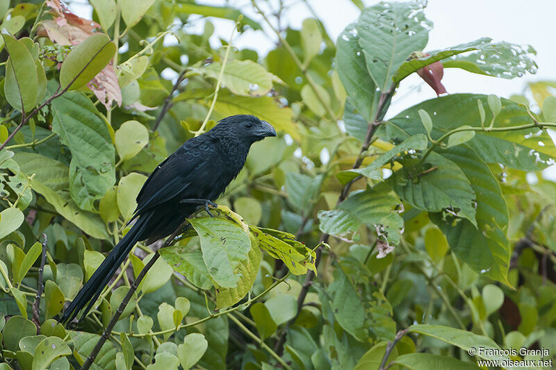 Groove-billed Aniadult