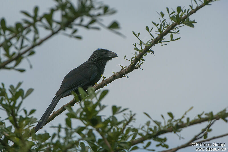 Groove-billed Aniadult