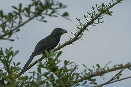 Groove-billed Ani