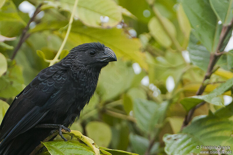 Groove-billed Aniadult