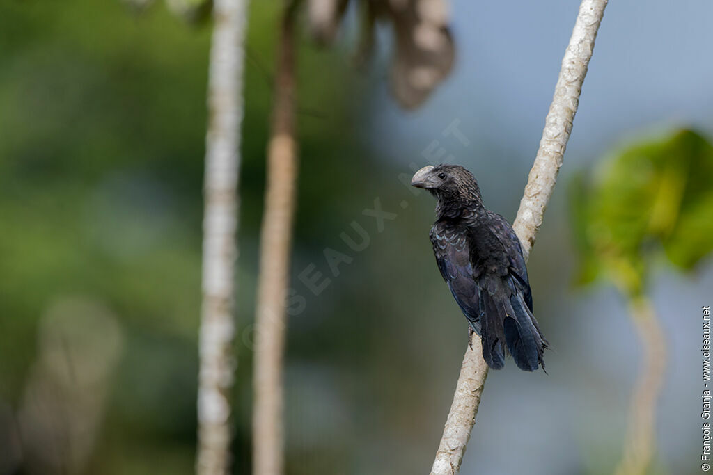 Smooth-billed Ani