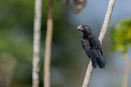 Smooth-billed Ani