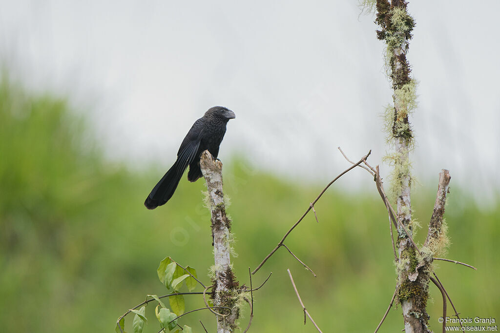 Smooth-billed Ani