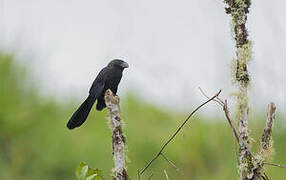 Smooth-billed Ani