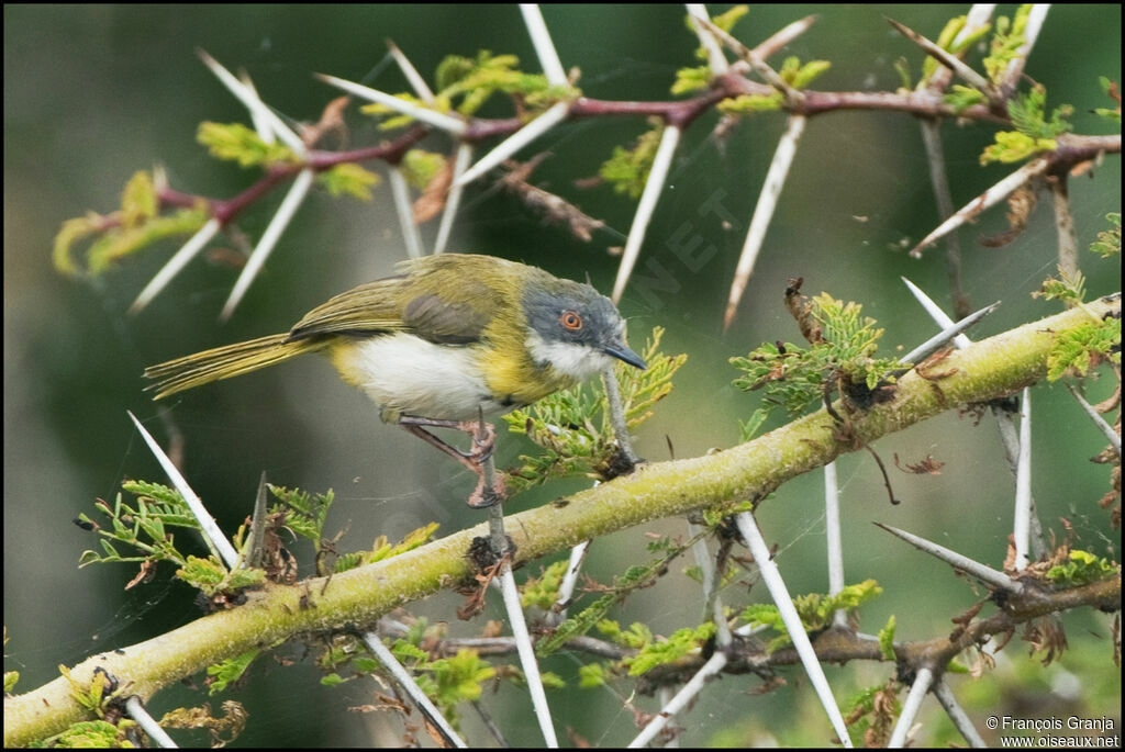 Apalis à gorge jaune