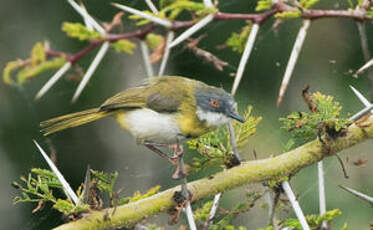 Apalis à gorge jaune