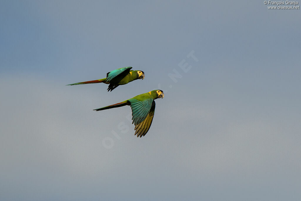 Golden-collared Macaw
