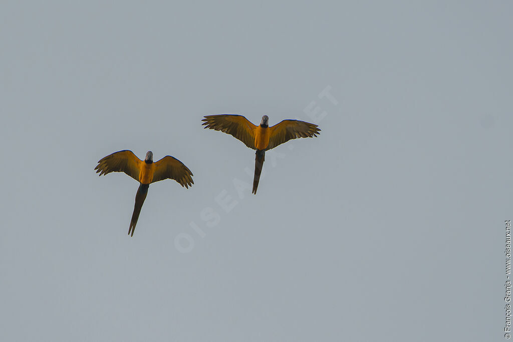 Blue-and-yellow Macaw