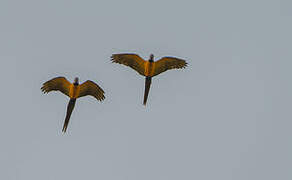 Blue-and-yellow Macaw