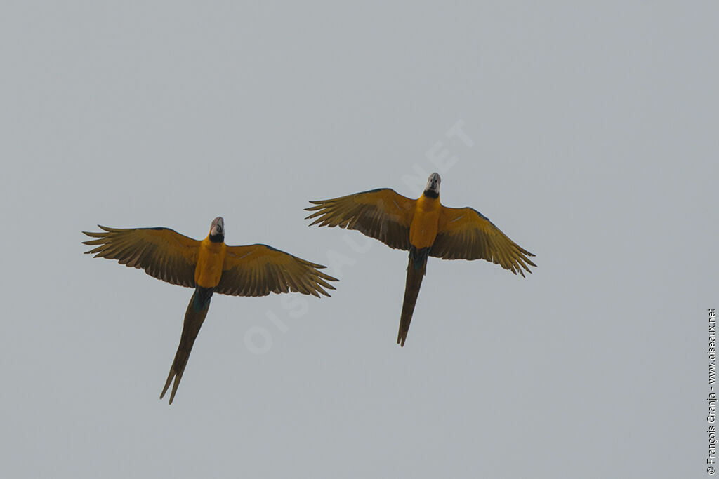 Blue-and-yellow Macaw