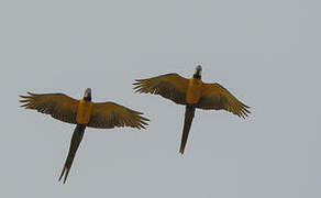 Blue-and-yellow Macaw