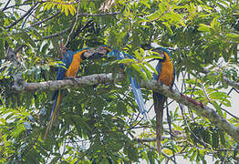 Blue-and-yellow Macaw