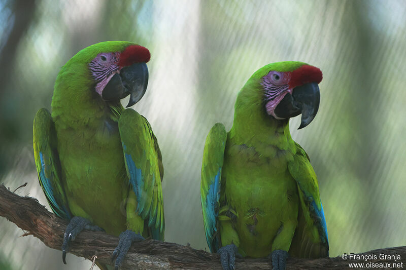 Great Green Macaw 