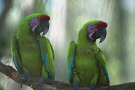 Great Green Macaw