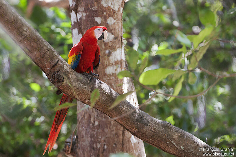 Scarlet Macawadult