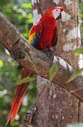 Scarlet Macaw