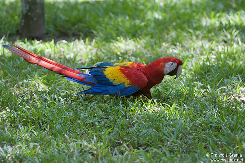 Scarlet Macaw