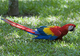 Scarlet Macaw