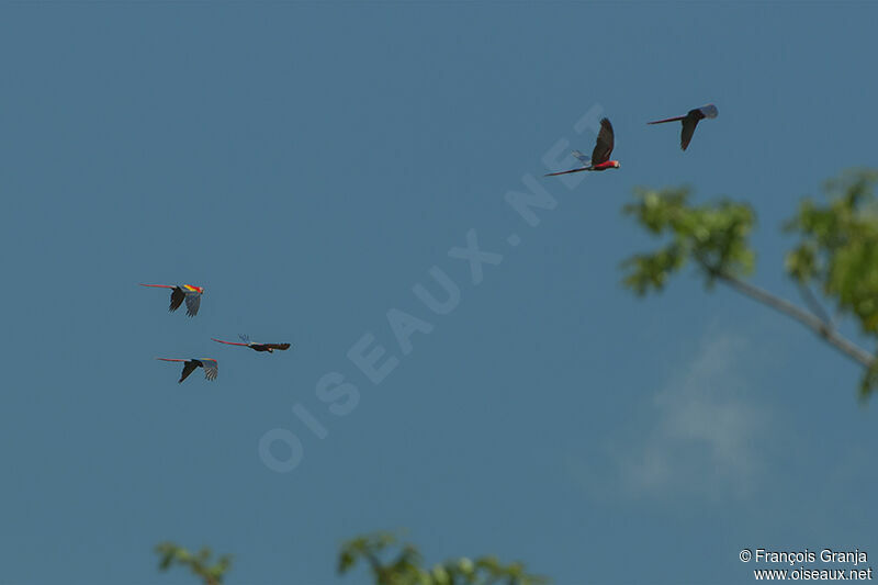 Scarlet Macaw