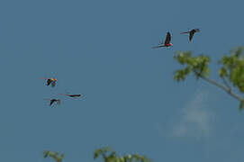 Scarlet Macaw