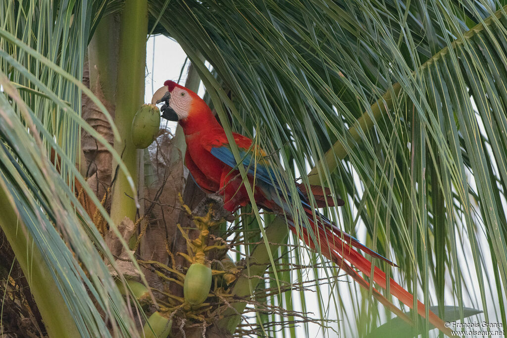 Scarlet Macaw