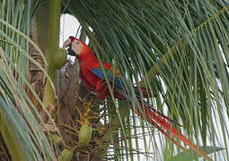 Scarlet Macaw