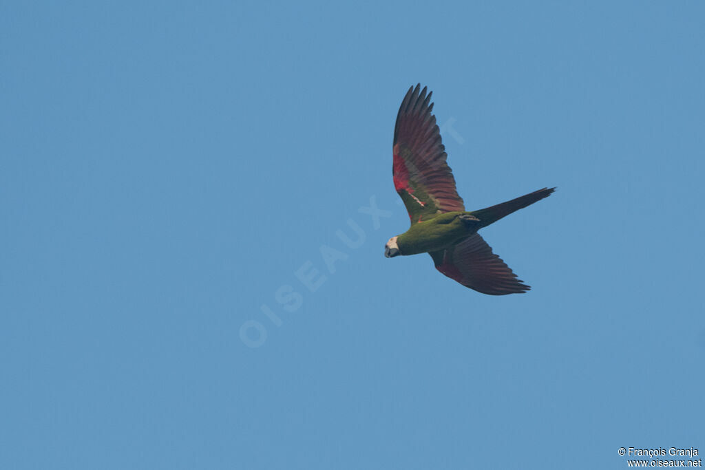 Chestnut-fronted Macaw