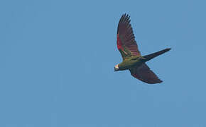 Chestnut-fronted Macaw