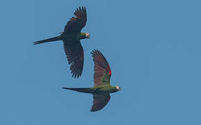 Chestnut-fronted Macaw