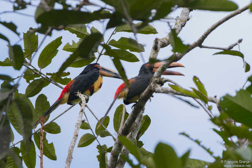 Pale-mandibled Aracari