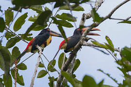 Pale-mandibled Aracari