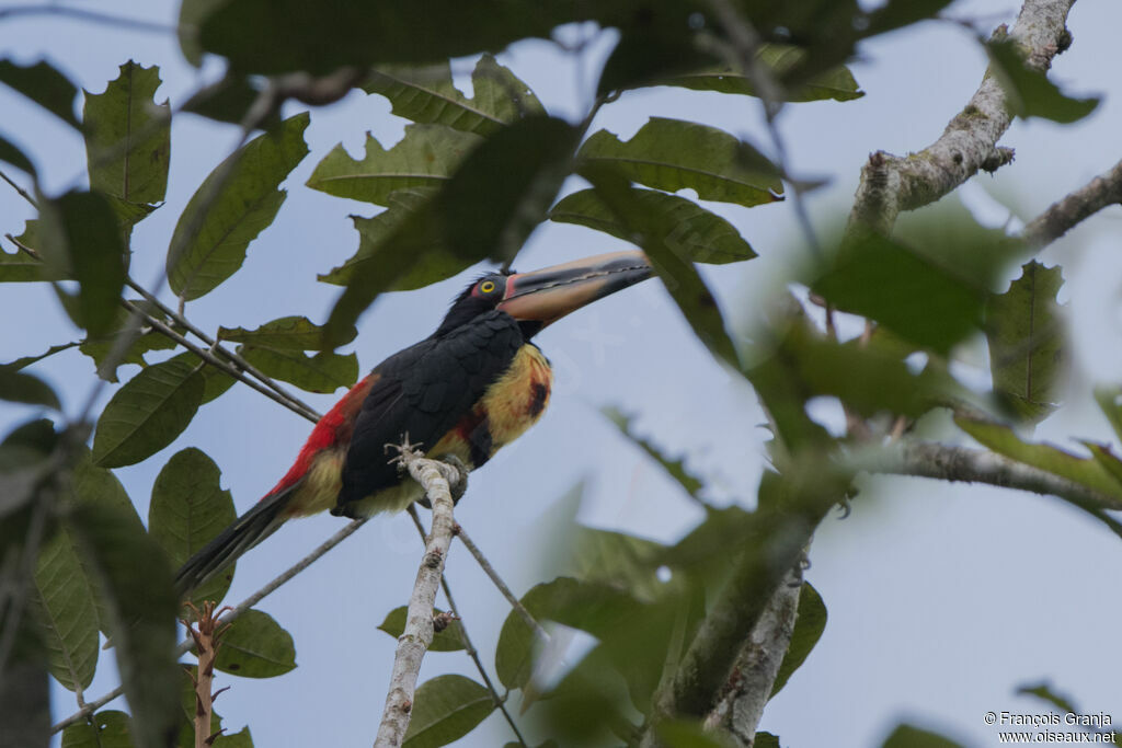 Pale-mandibled Aracari