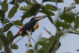 Pale-mandibled Aracari