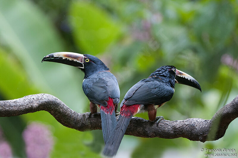 Araçari à collier adulte