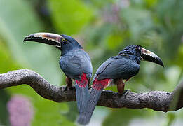 Collared Aracari