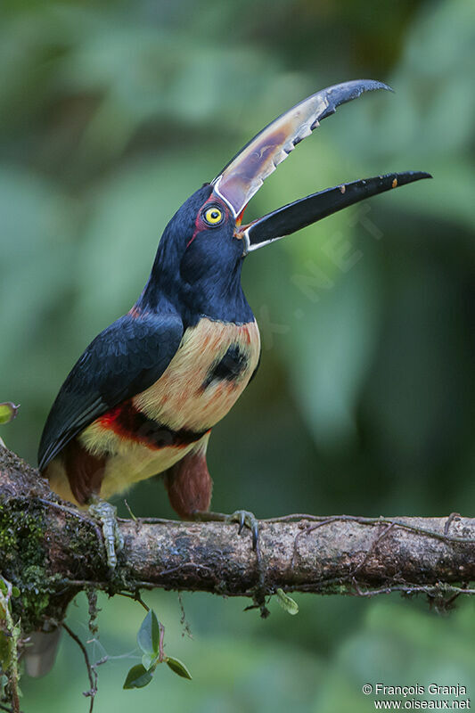 Collared Aracariadult