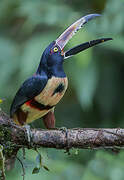 Collared Aracari