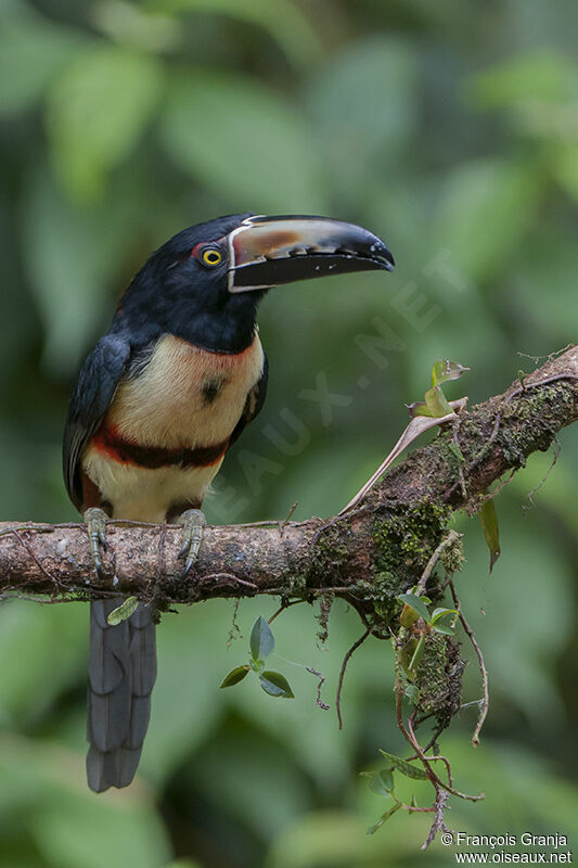 Collared Aracariadult