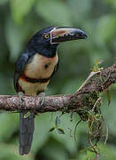 Collared Aracari