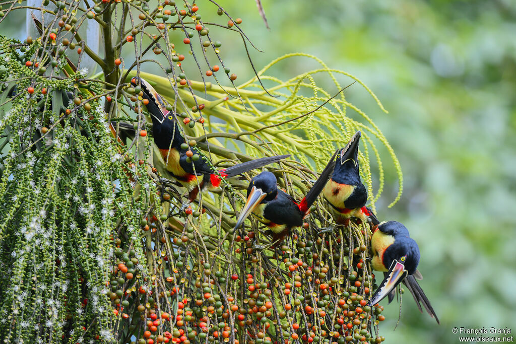 Collared Aracari