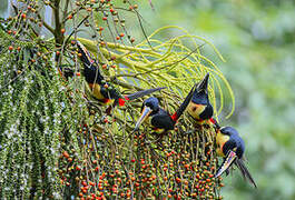 Collared Aracari