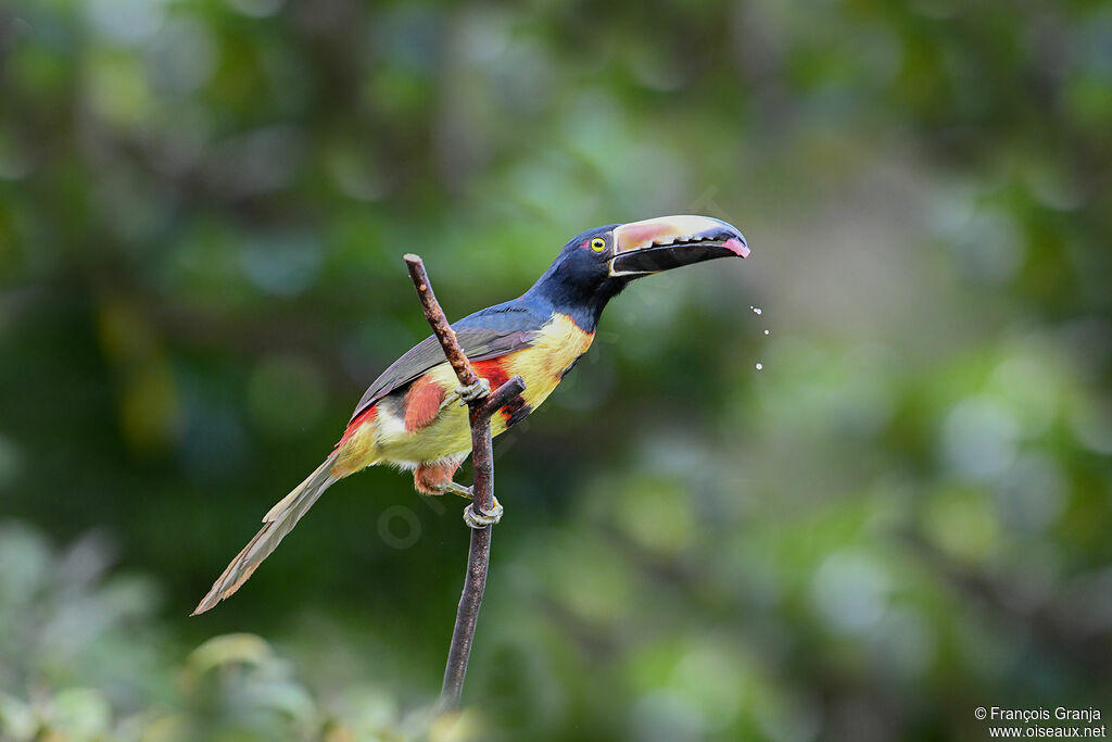 Araçari à collier