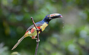 Collared Aracari