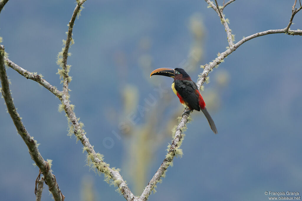 Chestnut-eared Aracari