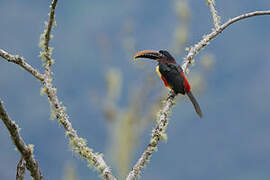 Chestnut-eared Aracari