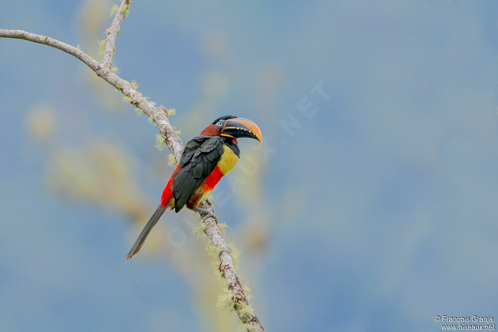 Chestnut-eared Aracari