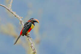 Chestnut-eared Aracari