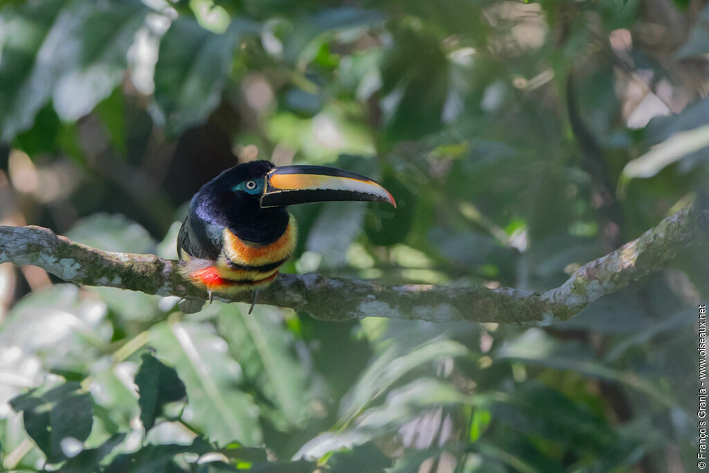 Many-banded Aracari