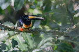 Many-banded Aracari