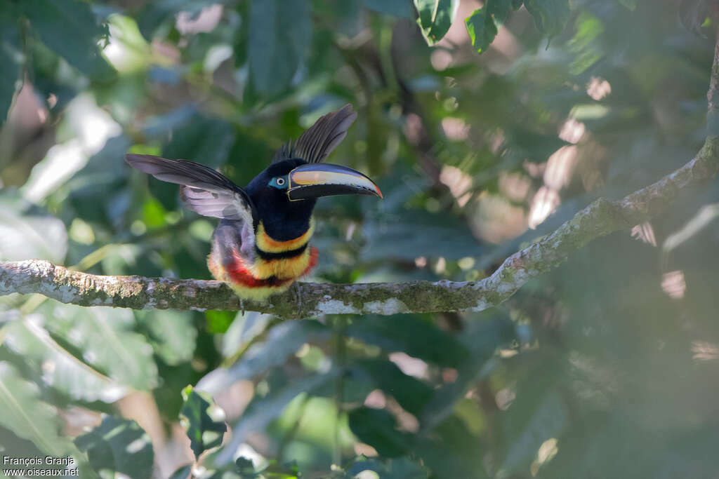 Many-banded Aracariadult, close-up portrait, Behaviour